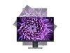 Dell P2421 24'' A
